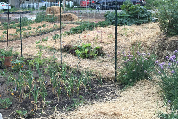 community garden