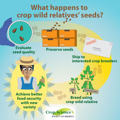 Infographic cartoon showing what happens to crop wild relatives' seeds: hand holding a petri dish with seeds in it, then seeds being stored, then seeds in envelope to mail to interested crop breeders, growing the bred lines, and ending with a satisfied farmer holding the improved variety