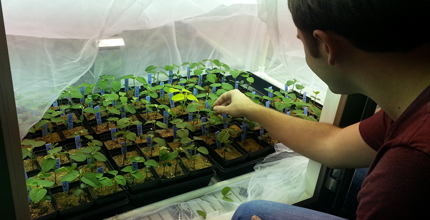 Looking over the shoulder of a researcher. He is reaching into a white-shrouded plant growth chamber with soy plants in it.