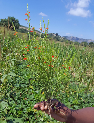 A hand holds red-flowered Striga, found in corn field featured in background