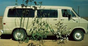 Cotton in Mexico can grow as tall as a van.