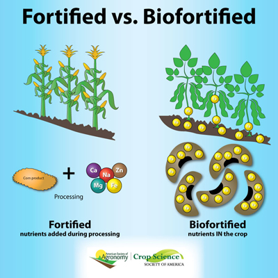 Biofortified food infographic shows more nutrients grown into the crop