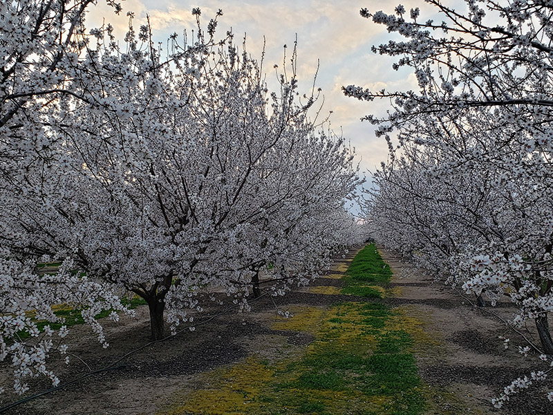 row of blossoming almond trees