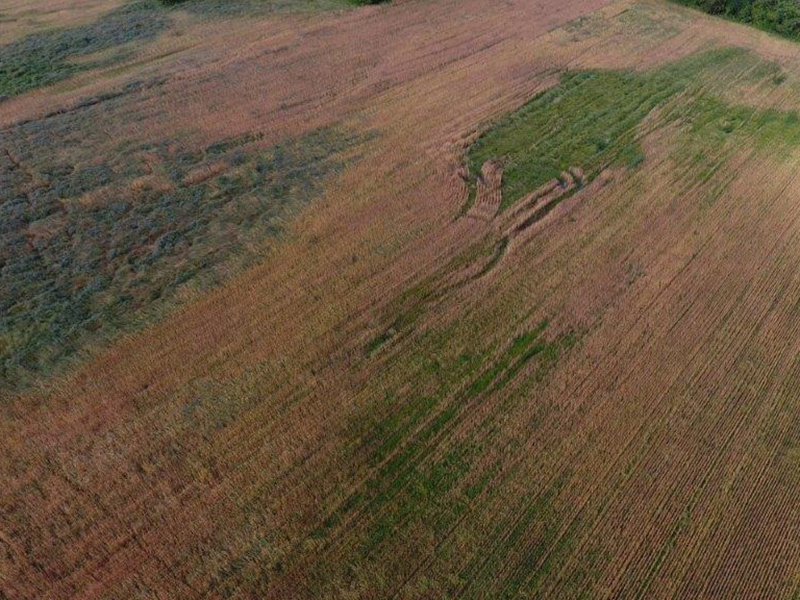 aerial photo showing green patch with weeds