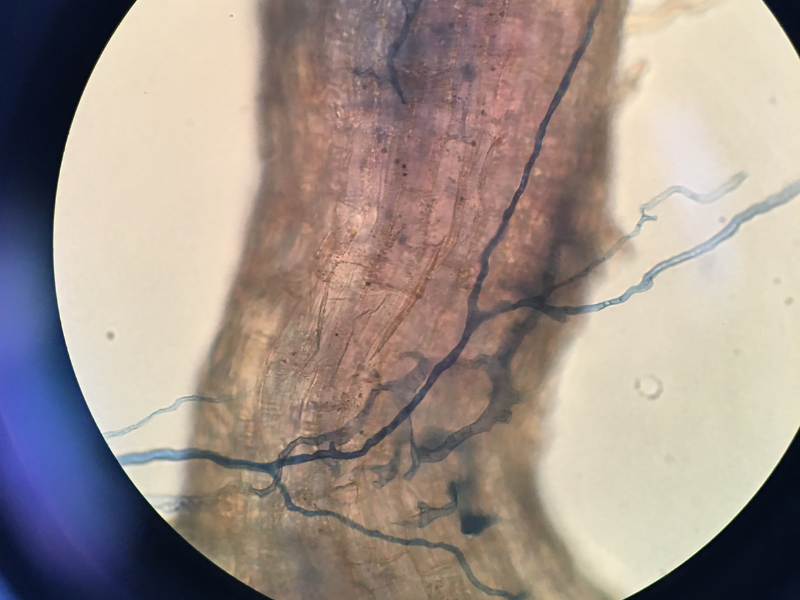 microscopic view of sorghum roots colonized by arbuscular mycorrhizal fungi microbes