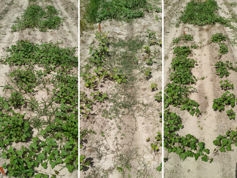 three photos side by side showing comparison of sweet potatoes in field plots with different herbicide treatments