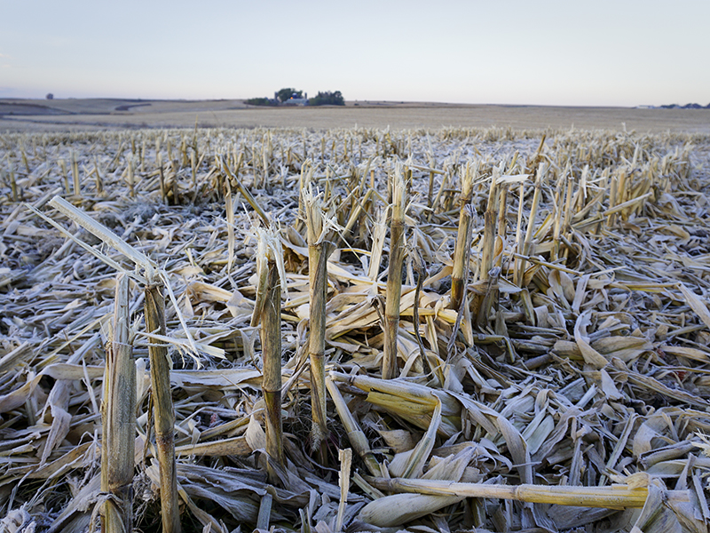 Field of corn stubble