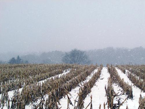 Rows of corn stubble, with snow in between, reach to a foggy hillside on the horizon