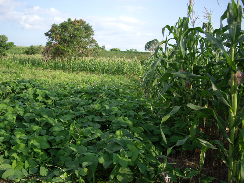 Velvet bean plants growing next to maize.