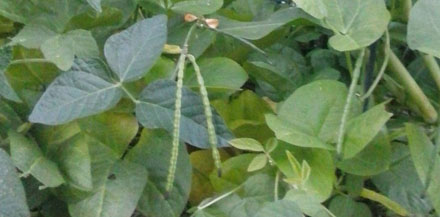 Close-up of cowpeas growing in garden