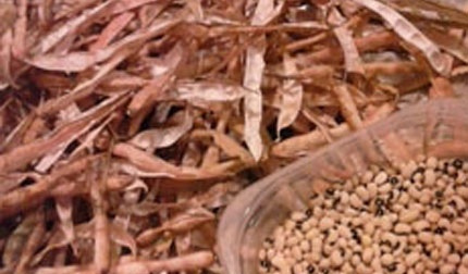 Cowpea husks and as dried beans