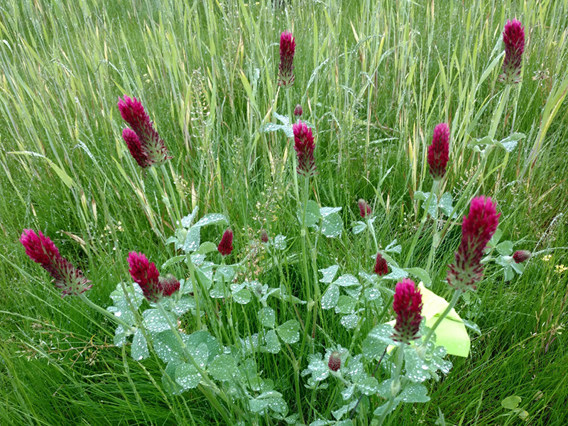 Rich pink flowers in a grassy area