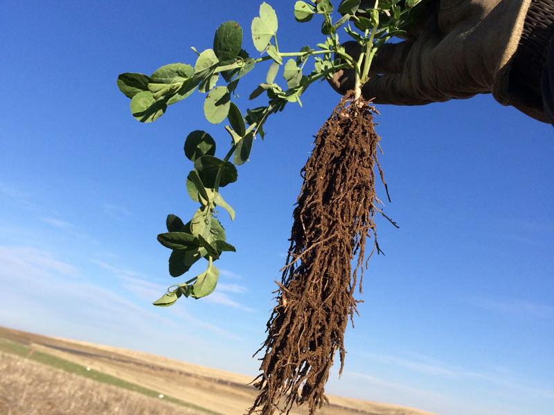 Pea plant with roots hanging down.