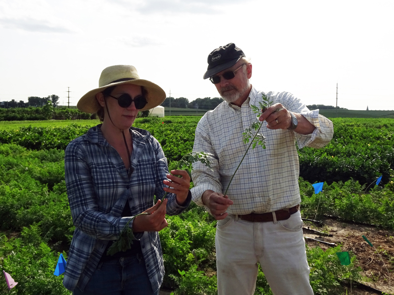 Two people inspect carrot plants