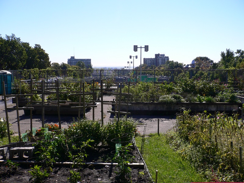 Rooftop garden in Montreal