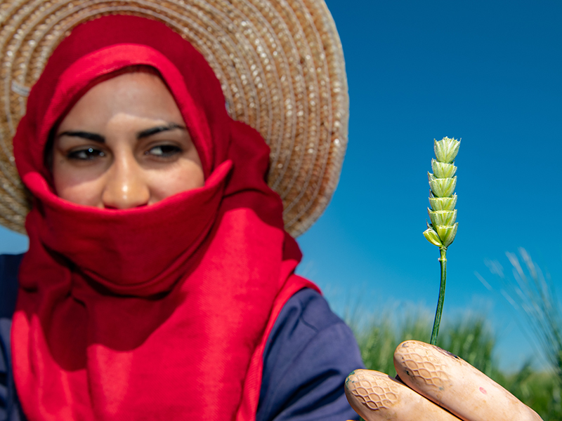 Woman holding stem of wheat