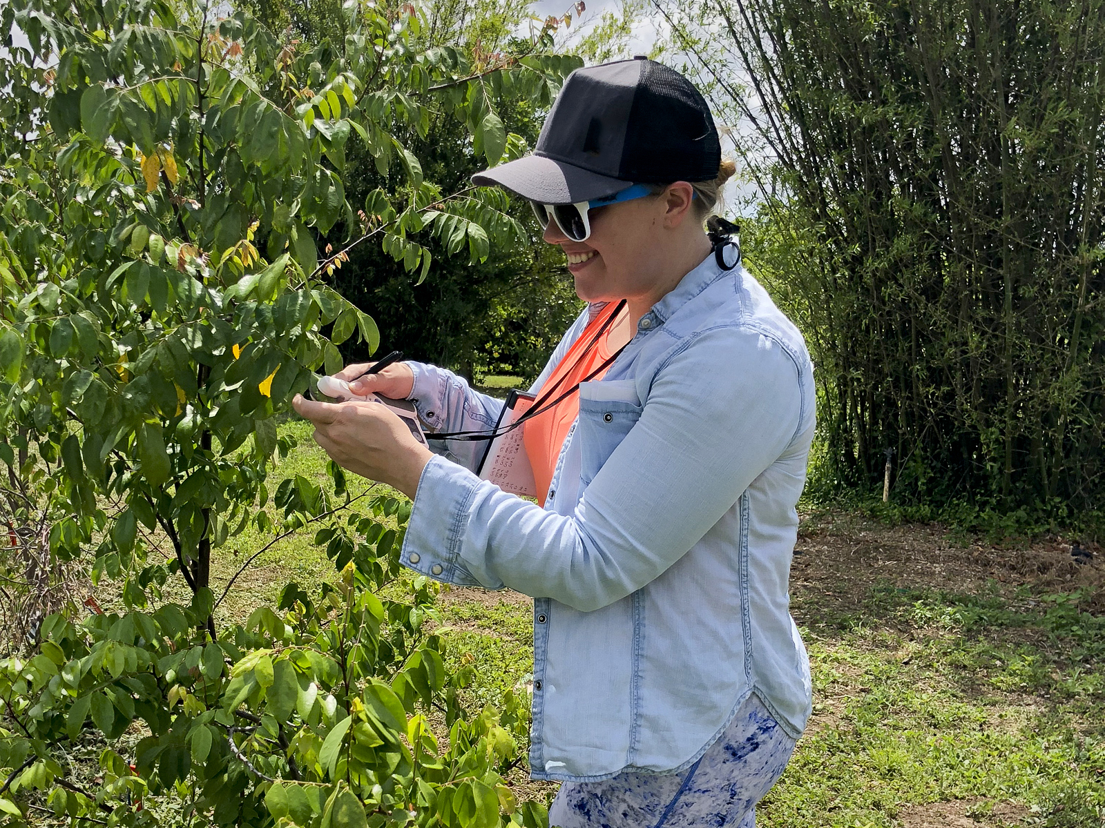 Person taking measurement of leaf