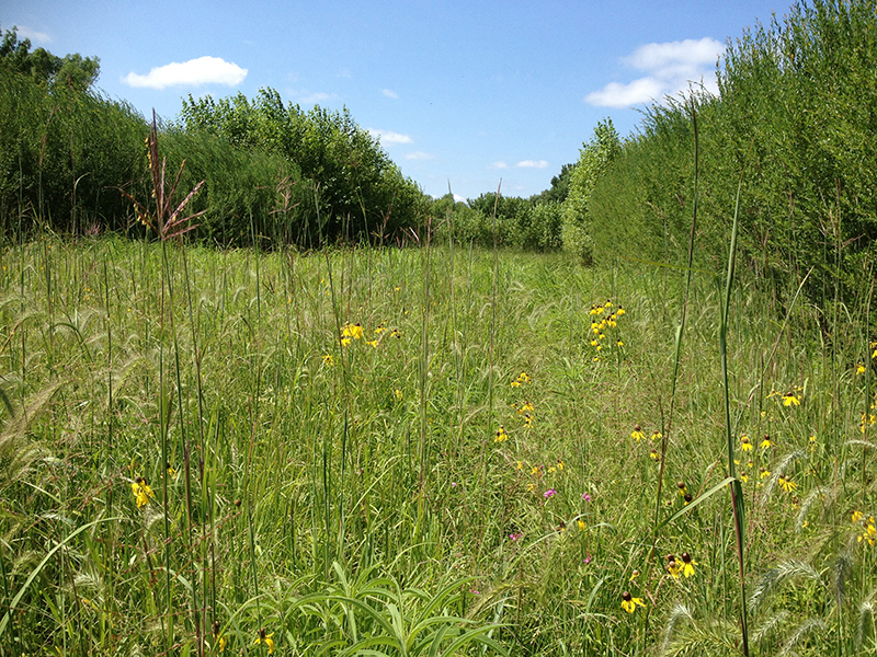 alley cropping field