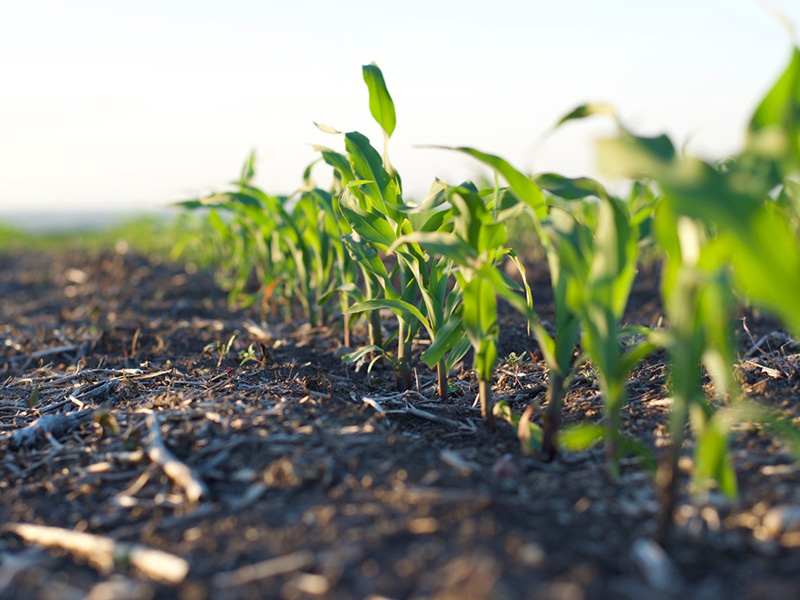 Corn growing in field.