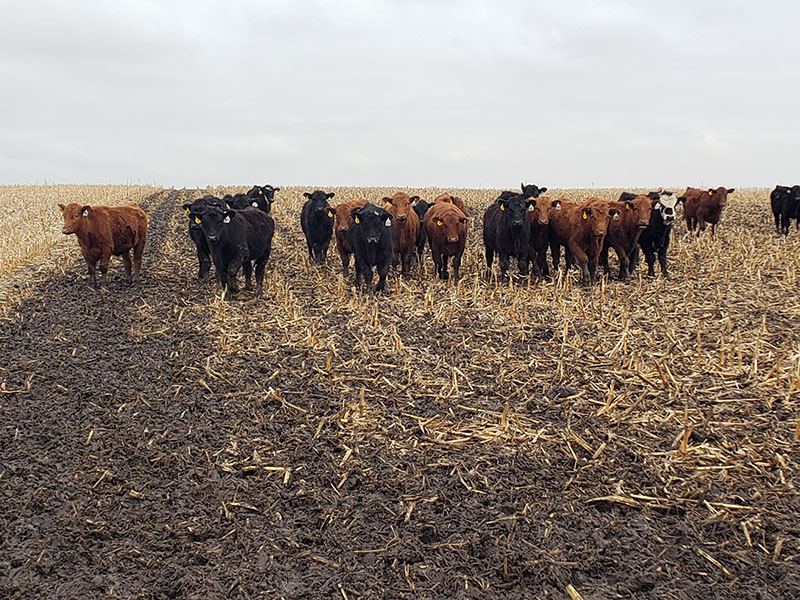 Group of cattle looking toward viewer in field