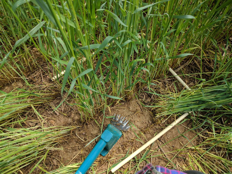 two hand tools on ground next to rye plants in field