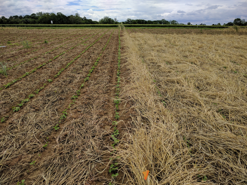 field of killed rye cover crops and planting green rye cover crops