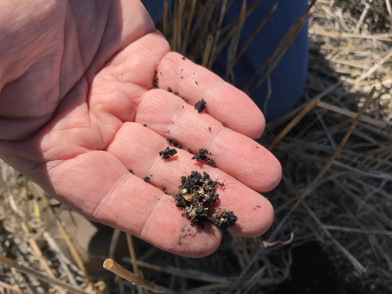 hand holding small clump of soil showing remnants of struvite granules