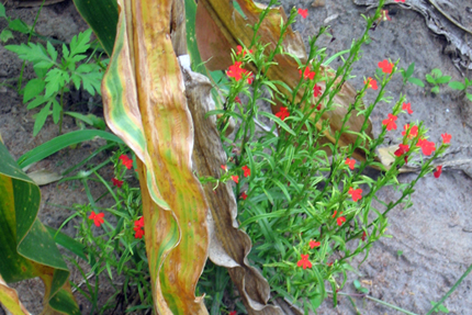 Brightly colored, green Striga growing among yellow and brown corn plants