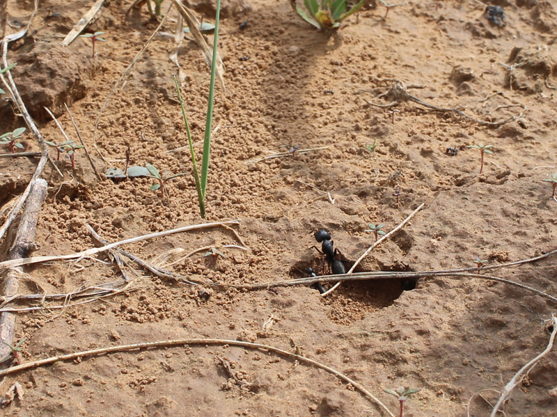 Ant crawling out of hole