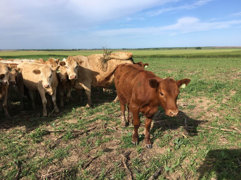 Yearling cattle grazing on spring-planted cover crops in field