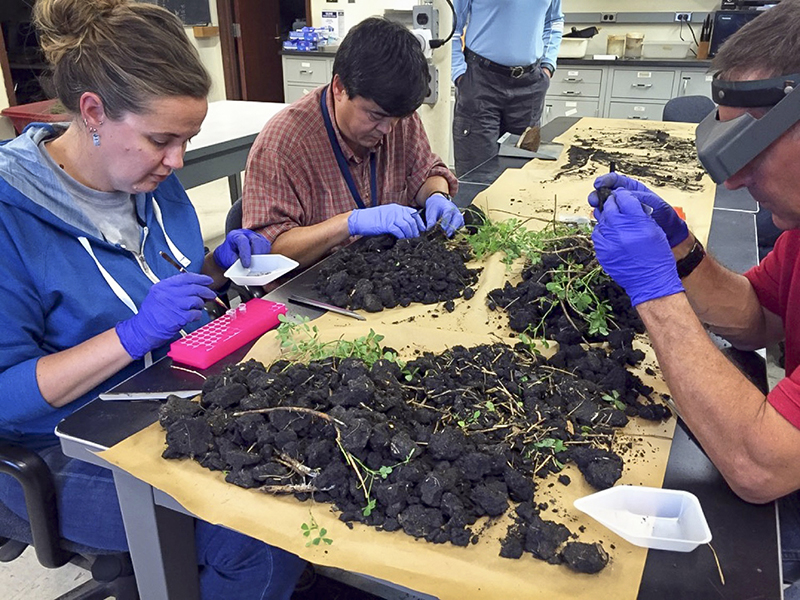 Staff inspecting alfalfa roots at table in lab.