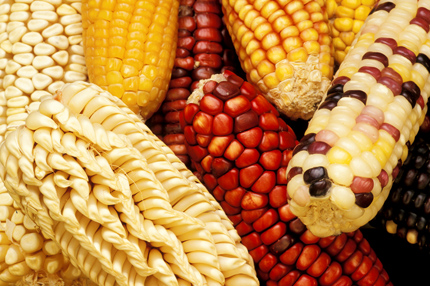 Close-up photo of a variety of maize: some more yellow, some red, some whiter, some with a variety of colors on a single cob, and each with a different arrangement of seed rows.