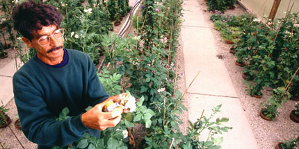 Man in a greenhouse among rows of flowering potato plants. He is holding one of the flowering stems. 