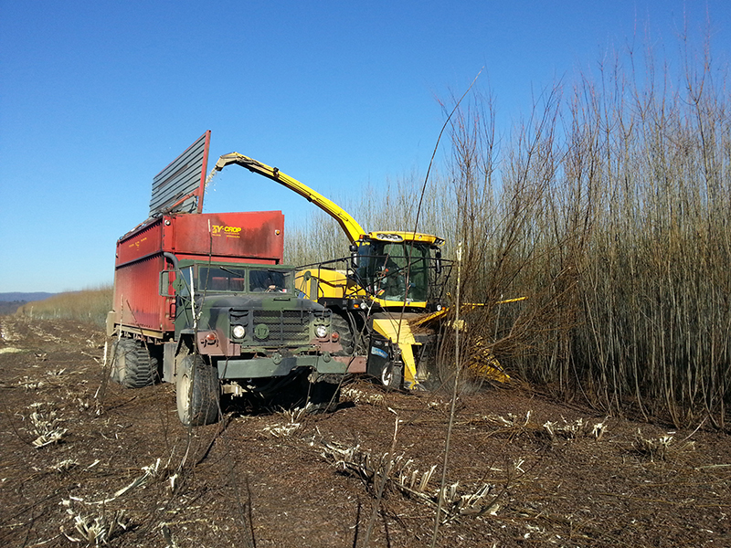 A large piece of equipment cutting willow plants in the field. A long spout pours the chips of the willow from the large machine into a wagon behind a tractor.