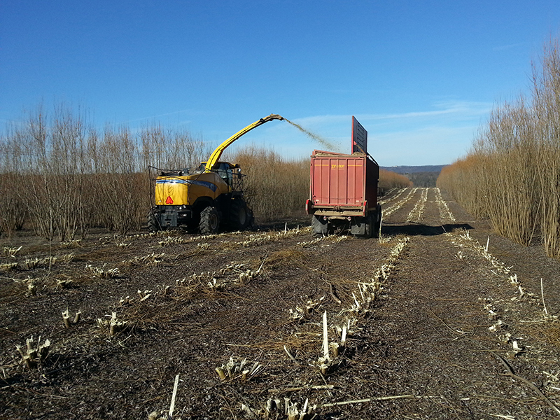 The large forest harvester and truck with wagon driving away harvesting shrub willow. Willow stubble covers field in the foreground.