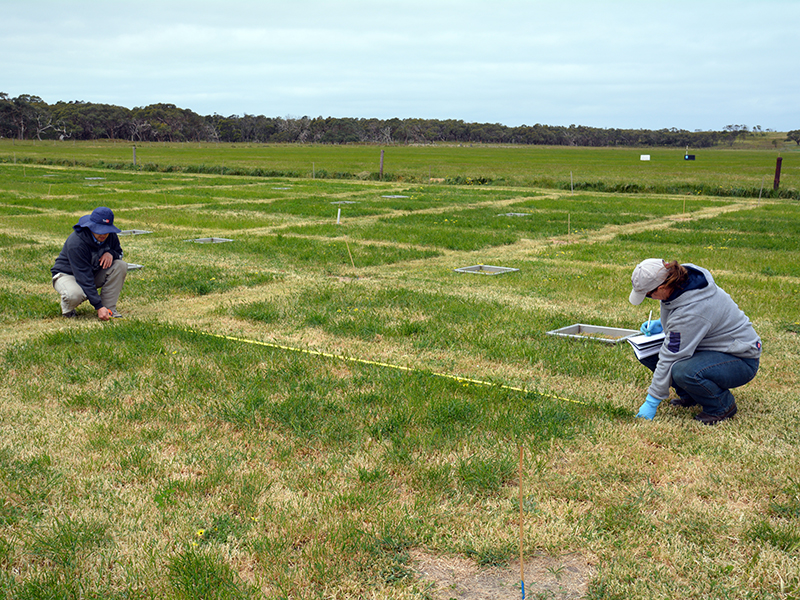 Researchers taking measurements in grassy area