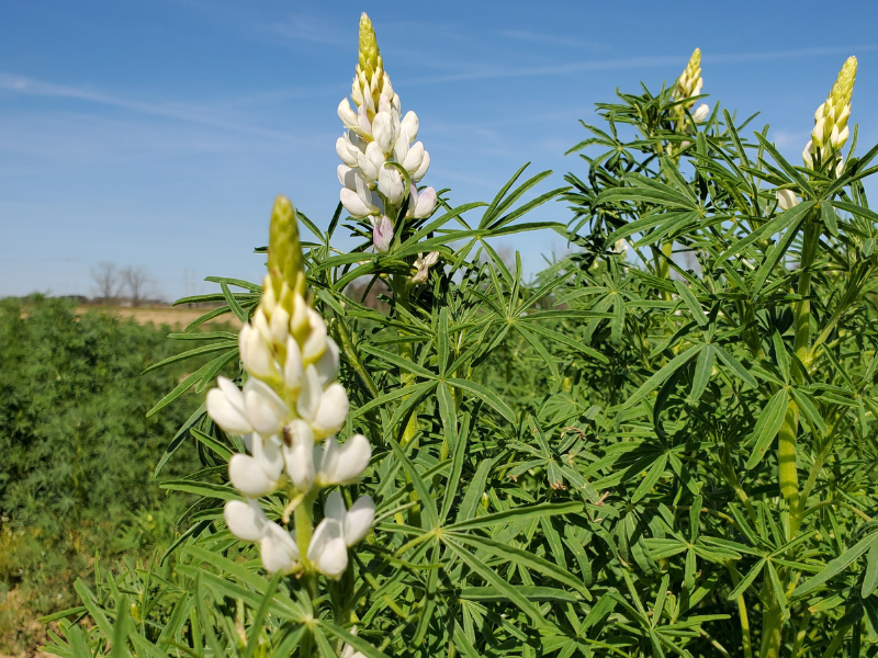 lupin with white flowers