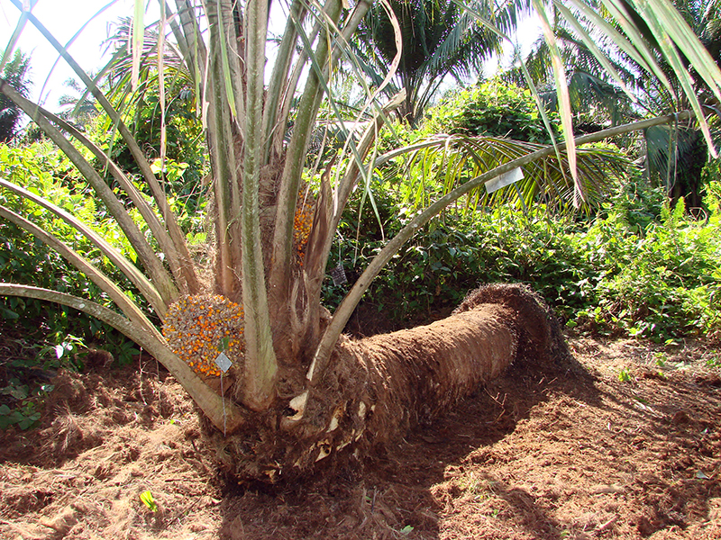 Research helps improve a key ingredient in vegetable oil | Crop Science ...