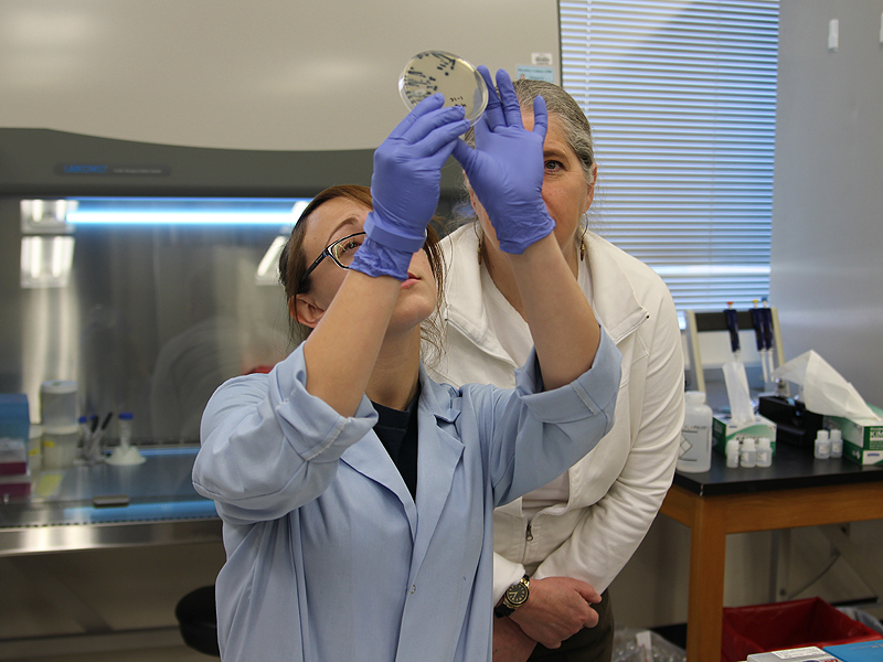 Scientists checking agar plates for growth