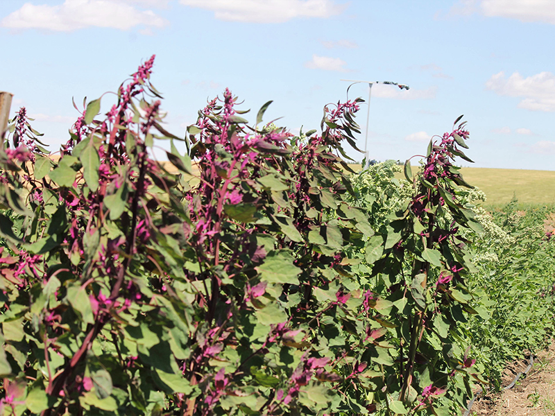 Purple quinoa plants