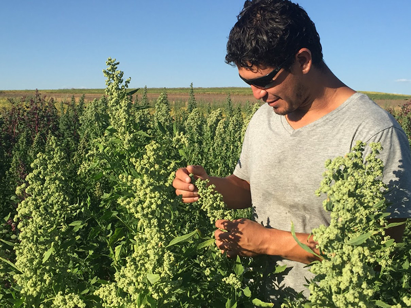 man inspecting quinoa plant in field