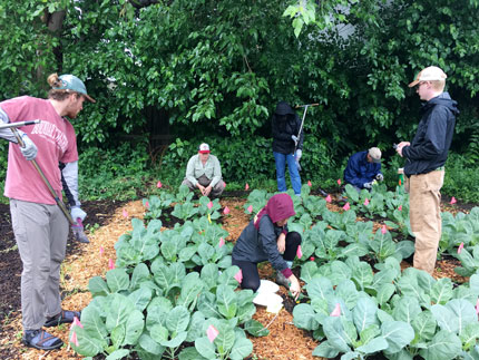 Several gardeners in a community garden in Minnesota: trimming, weeding