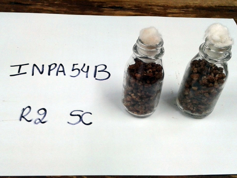 Root nodules in two small glass jars on labeled paper