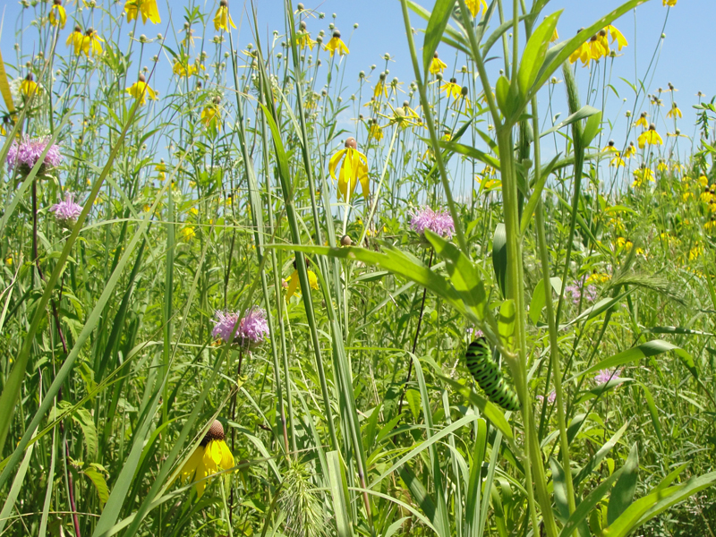 Prairie flowers in bloom