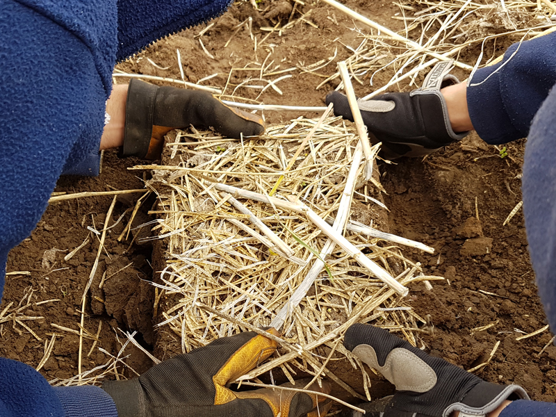 removing intact slab of soil.