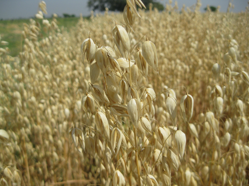 cluster of oat flowers in oat field