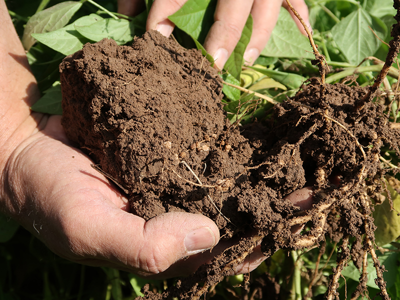 nodules in tepary bean roots