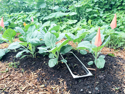 Large leaves of collards on top of rows of dark soil