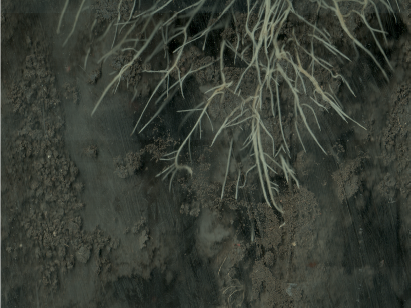 lentil crop roots below surface