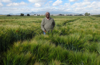 Rajaram standing in wheat field